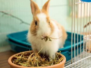 W pet fieno per conigli