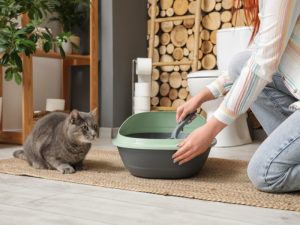 lettiera gatto vegetale